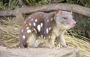 Δασύουρος ο κηλιδωτός (Dasyurus maculatus)