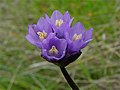 Dichelostemma capitatum (giacinto selvatico) Liliaceae comune in California