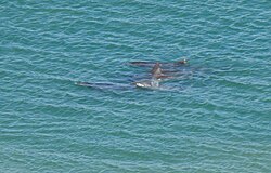 Delfines en la bahía.