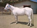 Kôň domáci (Equus caballus)
