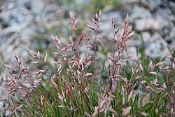 Sirojääheinä (Dupontia psilosantha) eli Dupontia fisheri