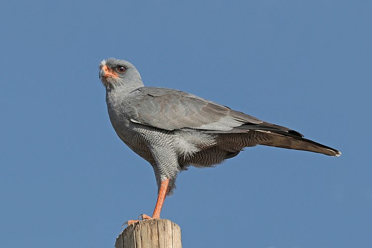 Серый певчий ястреб (Melierax poliopterus)