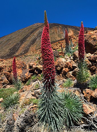 Hadinec teidský (Echium wildpretii) na Tenerife je endemitem Kanárských ostrovů