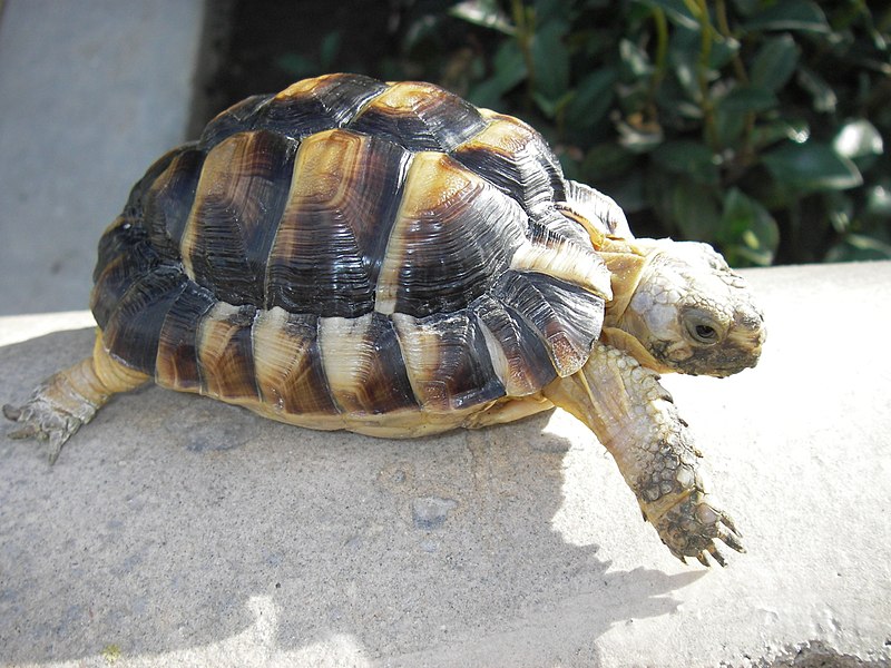 Egyptian Tortoise