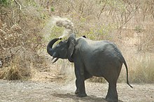 An elephant in the W National Park Elephant dust bath park w niger.jpg