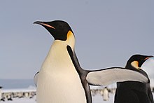 In the foreground, facing left, a bird with black head and white body, standing erect with wings spread. In the background a companion bird faces left