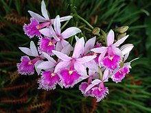 Epidendrum calanthum.jpg