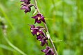 Epipactis atrorubens. Inflorescence