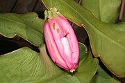 Epiphyllum phyllanthus (wie Drachenfrüchte)