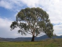 Eucalyptus Rubida, at Burra creek near the Lag...