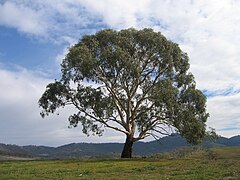 Eucalyptus.