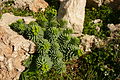 Tengħud komuni Euphorbia pinea