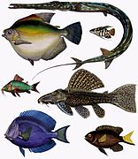 Assembled image of fish by F. de Castelnau