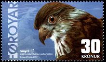 A male smyril is featured on this Faroese stamp by Edward Fuglo Faroe stamp 427 merlin.jpg