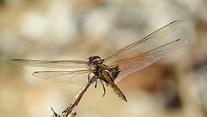 Female common glider has a brown abdomen with black markings near the tip