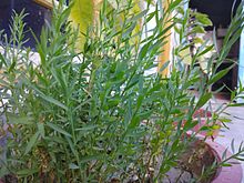 Small flax plants Flax Plants.jpg