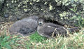Adulto y polluelo en la Isla Raoul, Kermadec, Nueva Zelanda