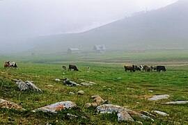 Troupeau de vaches à Oussouri (Olkhon).