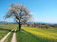 Сільськогосподарські краєвиди весняної Швейцарії