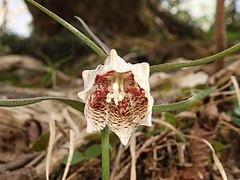 花被片内側の中部より基部の位置から先端に向かう腺体がある。花糸や花柱に小突起は無い。