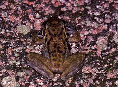 Description de l'image Fuch's Water Frog (Petropedetes vulpiae) (7706547374).jpg.