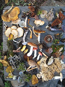 An example of the biodiversity of fungi in a forest in North Saskatchewan (in this photo, there are also leaf lichens and mosses). Fungi of Saskatchewan.JPG