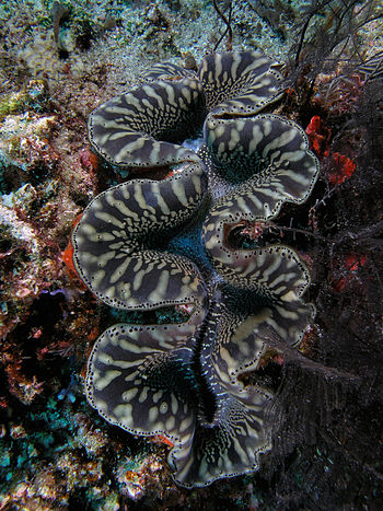 English: Tridacna giant clam in Komodo Nationa...