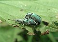 Grünrüssler (Phyllobius calcaratus) bei der Paarung