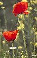 griechischer Mohn