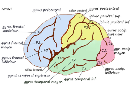 ILLUSTRATION : Gyrus du lobe temporal (Source : Wikipedia)