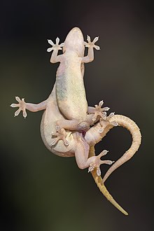 Common house geckos mating, ventral view with hemipenis inserted in the cloaca Hemidactylus frenatus mating, ventral view.jpg