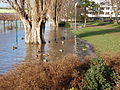 Rheinhochwasser 10.1.2011