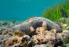 Holothurie noire à mamelles (Holothuria nobilis)