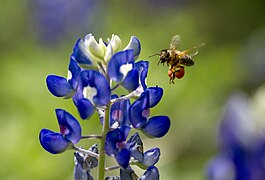 דבורת הדבש ליד Lupinus texensis