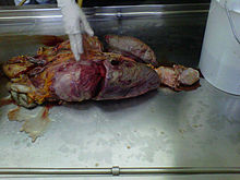 Pathologist performing a human dissection of the abdominal and thoracic organs in an autopsy room Human dissection of the abdominal and toraxic organs.jpg