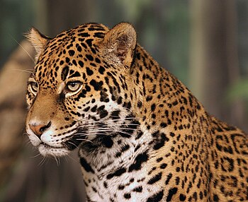 Die jaguar (Panthera onca) is die grootste kat van die Amerikas.