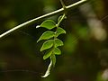 Jasminum officinale