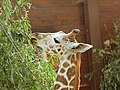 Junge Giraffe / Kamera: Fuji FinePix S6500fd