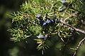 Kadakas (Juniperus communis)