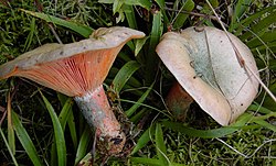 Lactarius deterrimus