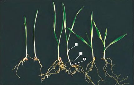 1-Restes del coleòptil, 2-Posició de l'àpex, 3-Rizoma