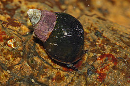 Littorina scutulata