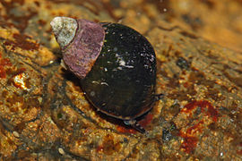 Littorina scutulata