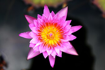 Lotus and Waterlily in Thailand at Lotus Museum