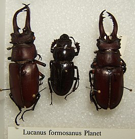 Lucanus formosanus