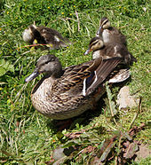 Female mallard and ducklings - reproduction is essential for continuing life. Malards in Golden Gate Park.jpg