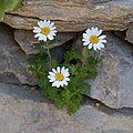 Нивяник обыкновенный (Leucanthemum vulgare)