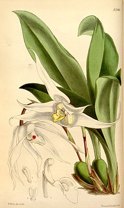 Maxillaria venusta - Curtis' 88 (Ser. 
 3 no. 
 18) pl. 
 5296 (1862). 
 jpg