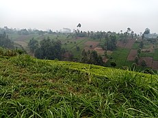 Muranga Landscape