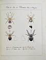 Ausschnitt aus Monographia Aranearum = Monographie der Spinnen von Carl Wilhelm Hahn (1820)